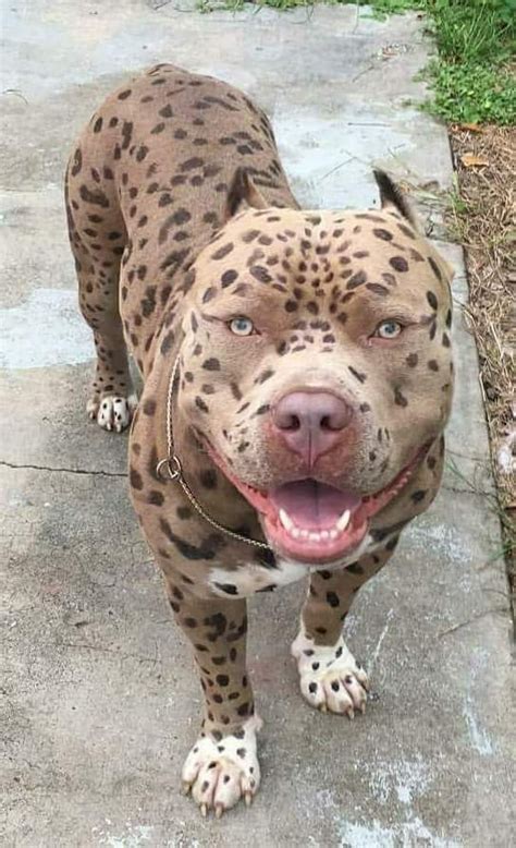 pit bull with leopard spots.